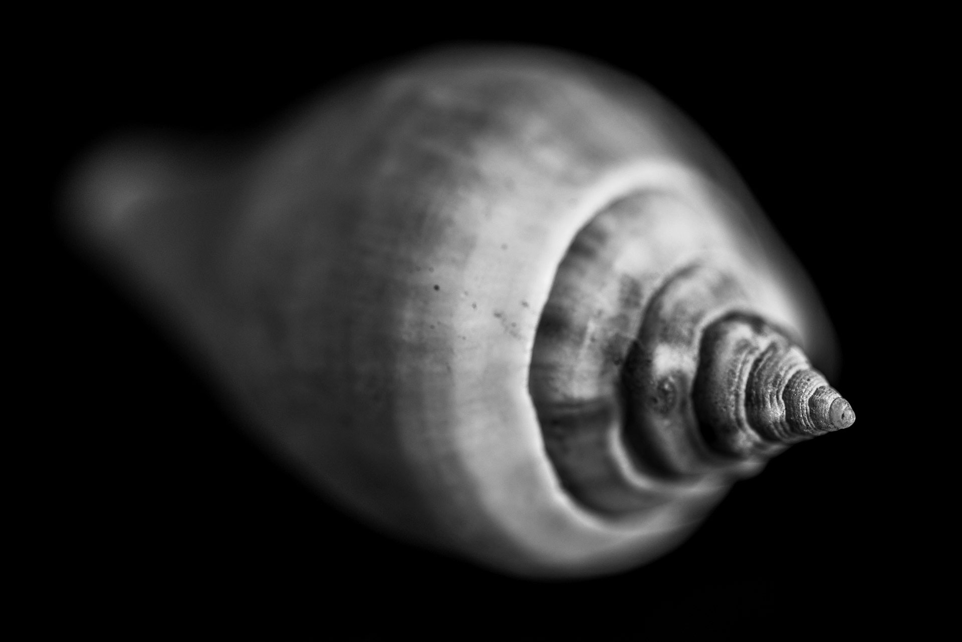 Seashells-4.jpg