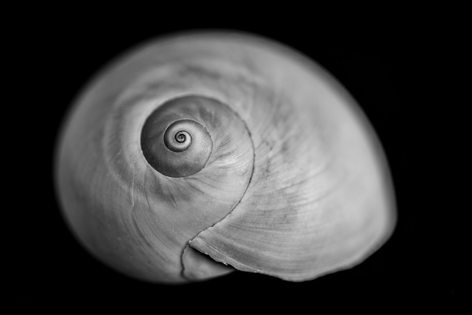 Seashells-5.jpg