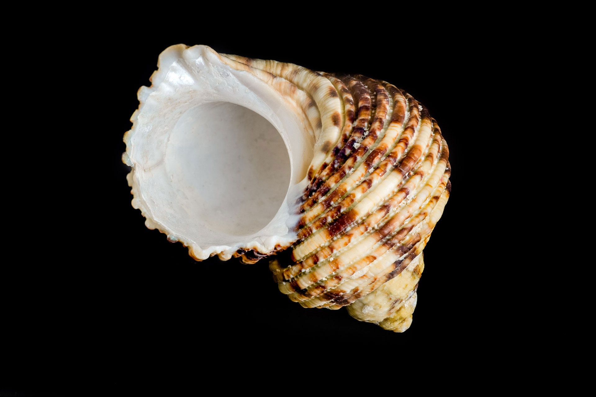 Seashells-6.jpg