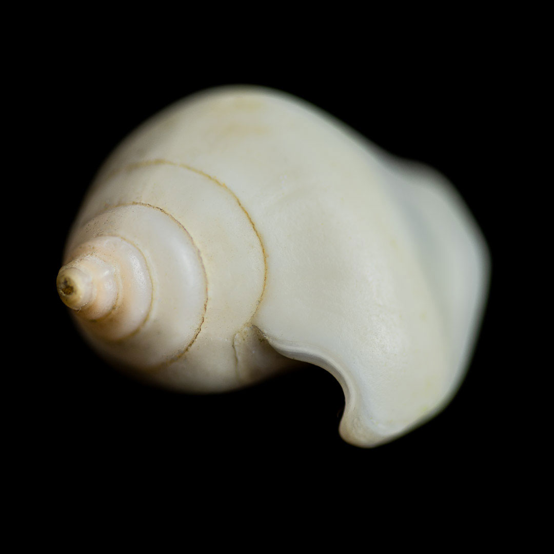 Seashells2-4.jpg