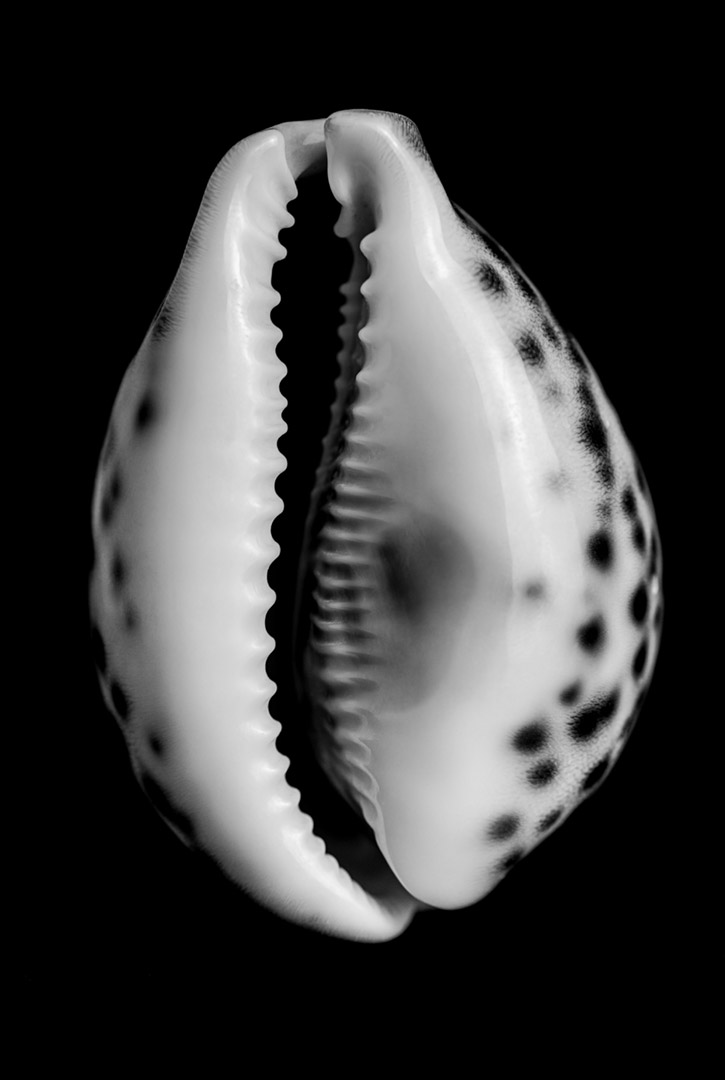 product-photography-shell.jpg