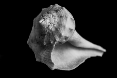 Seashells-7.jpg